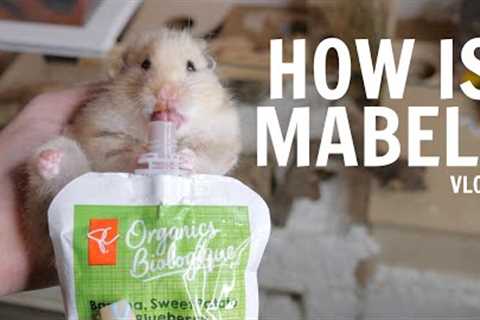 How is Mabel? | Vlog