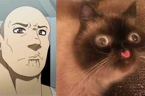 The Rock reacts to cats : (the rock eyebrow raise)