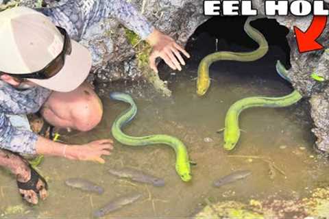 Hand Fishing For EELS in MUD HOLES!