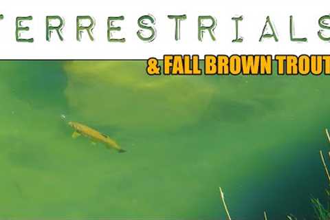 Terrestrials &amp; Fall Brown Trout - Fly Fishing Brown Trout with Big Foam Dry Flies