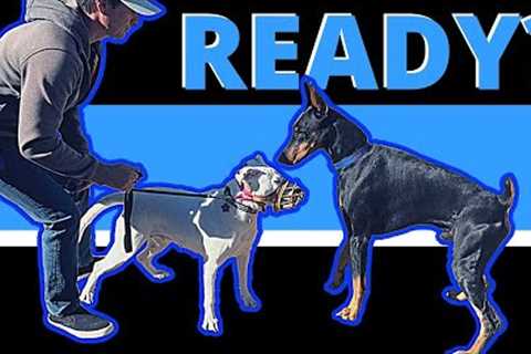 Using leashes and muzzles to get your dominant dog with others.