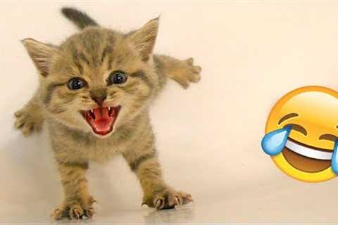 Funny Animal Videos 2022 😂 - Funniest Cats And Dogs Videos 😺😍 #27
