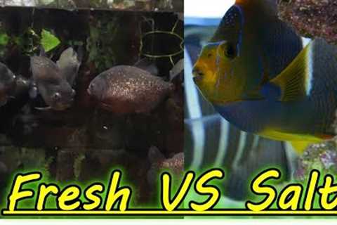 Are Freshwater Aquariums Easier Than Saltwater Aquariums?