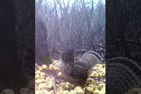 My trail camera