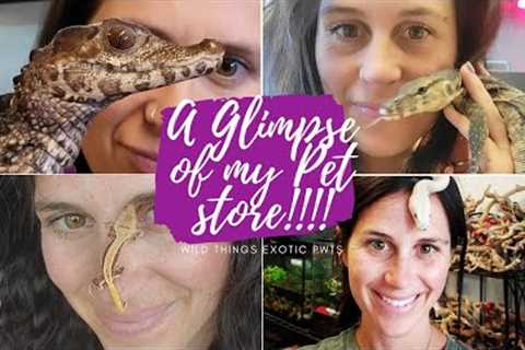 A Glimpse Of My Pet Store!! Wild Things Exotic Pets....