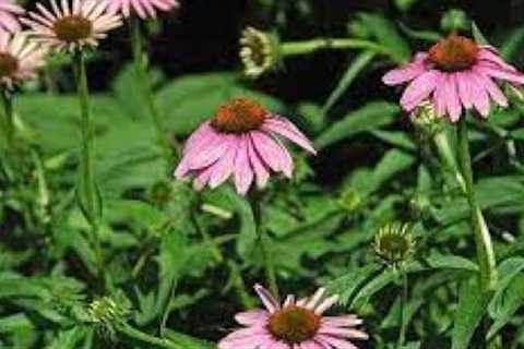 INCORPORATING NATIVE PLANTS INTO YOUR GARDEN