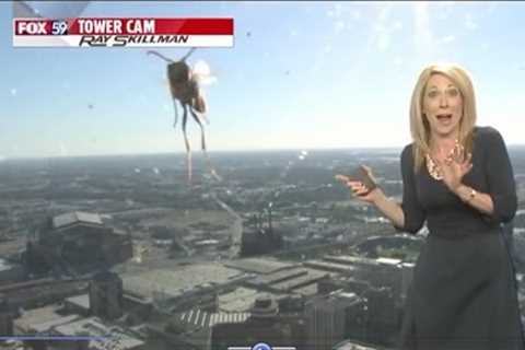 When Creatures ATTACK on the NEWS!!  (Bloopers/fails)