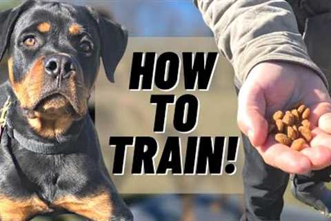 The KEY To TRAINING YOUR DOG!