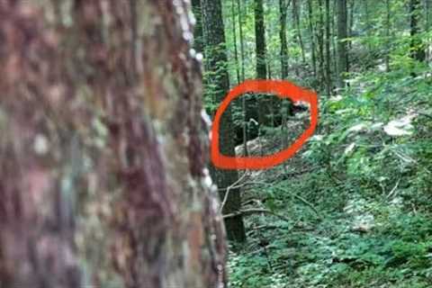 A Neighbor Asked Me To Have Our Viewers Review This Footage Taken In The Woods On Our Property Line