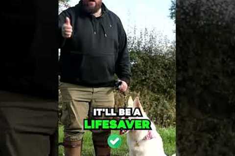Dog Training Tip That Can Fix So Many Problems
