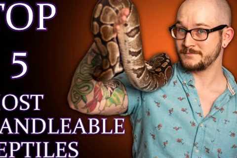 Top 5 MOST HANDLEABLE Reptiles