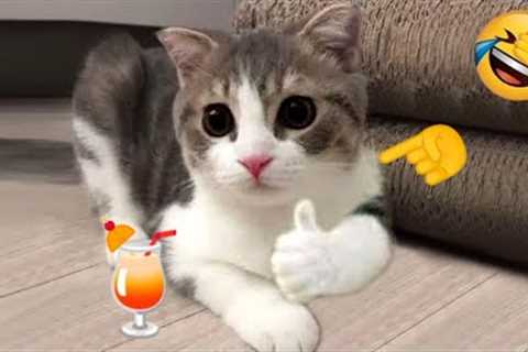 So funny cats compilation 2022 #8 || so funny cat videos ||