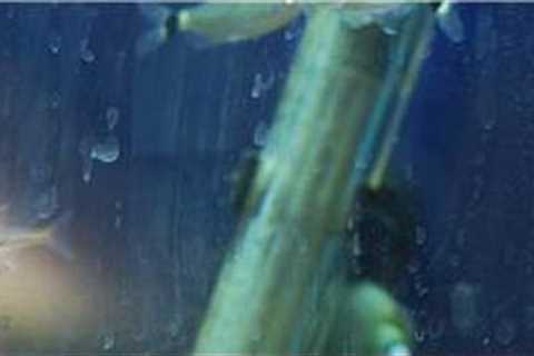 Fish Tanks &amp; Aquarium Maintenance : How to Clean Hard-Water Scale Buildup on a Fish Tank