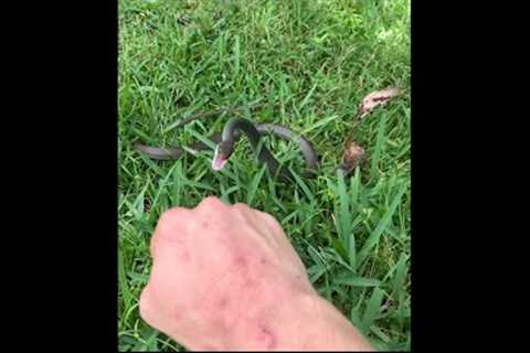 TAMING A WILD SPITTING COBRA ! 😱🐍