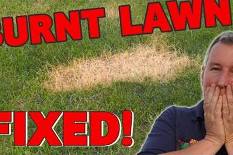 I BURNT the lawn!  Here's how to fix any burn mark the EASY way
