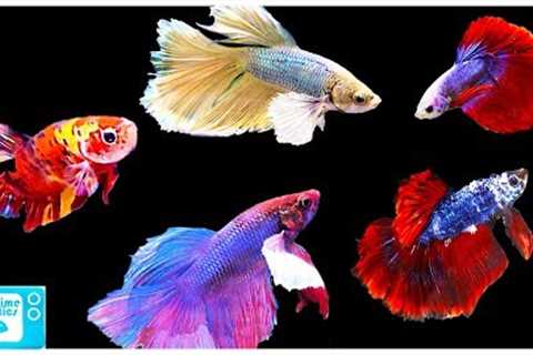 Betta Fish Care Guide: Everything You Need to Know!
