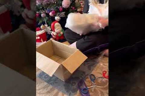 Japanese Aibo unboxing