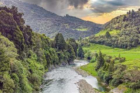 Wild Rainbow Trout in a Stunning River