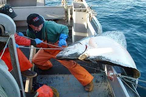 Amazing Automatic Longline Fishing Net Catching Big Fish - Amazing big catch fishing in the sea