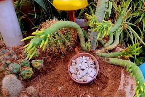 All About Cactus and Succulent||Information you need to know about Cactus and Succulents!!!