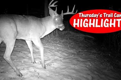 Bucks and Bobcats on the GO after the First Snow! Thursday's Trail Cam Highlights: 11.24.22