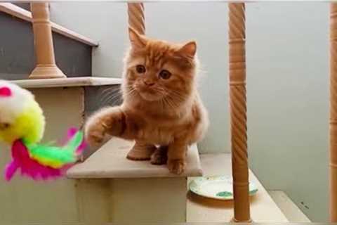 The kitten is trying to catch the toys  Funny Cat Videos Compilation #cat #catplaying #funny