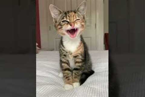 #shorts cats talk to us - The best cat😹 and kitten🐈 #033
