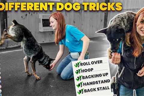 Five Awesome Dog Tricks to Impress Your Friends!