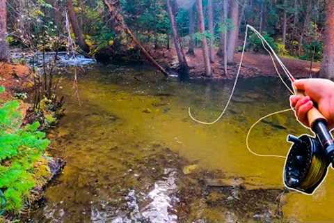 Fly Fishing an AMAZING Creek For Trout!! (Brook Trout)