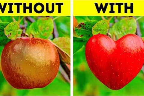 Incredible gardening tips and growing hacks