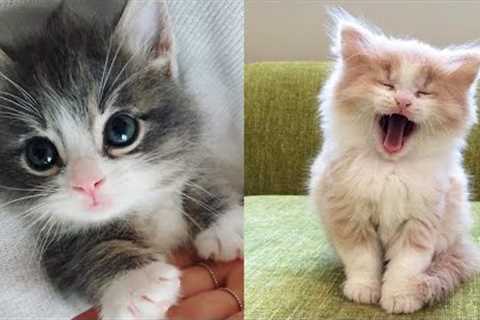 Cute Cat Video 2022 |  cute kitten videos |  cute cat and dog videos #4