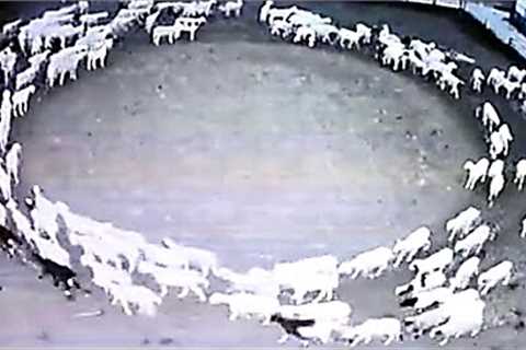 Something Big Is Happening Right Now As Thousands Of Animals Are Acting Strange &amp; Walking In..