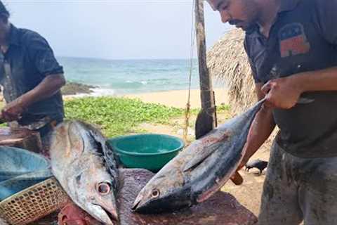 Amazing Giant Big Tuna Fish Cutting Live In Skill | Sola Fish Cutting Skills | In Fish Market