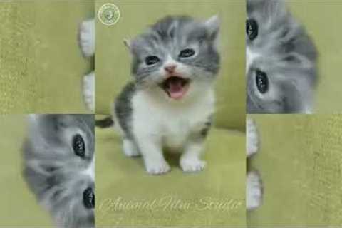 Funny Baby Cat With Music | Funny Kitten | Cute Cat Video | Funny Animal Video | #10