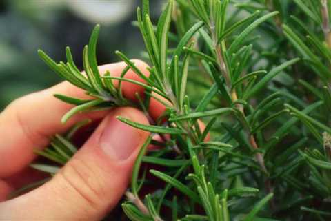 8 Best Rosemary Substitutes to Recreate Its Unique Aroma