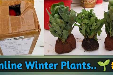 Online Winter Plants Shopping...