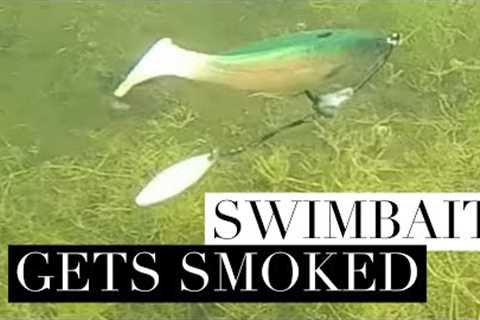 Largemouth Bass Eats Swimbait #Shorts