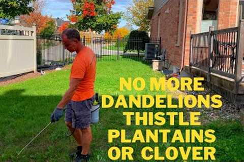 How To Kill Weeds, Fall Lawn Care,  Weed Killer That Can Be Used During Overseeding Lawn