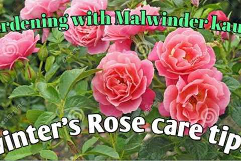 HOW TO WINTER'S CARE TIPS FOR ROSES PLANTS IN POTS YOUR GARDEN. @Gardening with Malwinder kaur