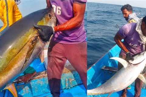 Giant tuna hunted by fishermen in the deep sea