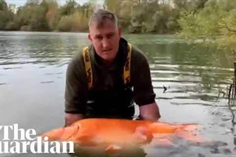 Angler catches world's largest goldfish named 'the Carrot'