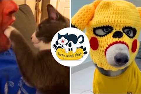 Funny Animal Videos 2022 😂   Best Dogs And Cats Videos 😺😍 #12