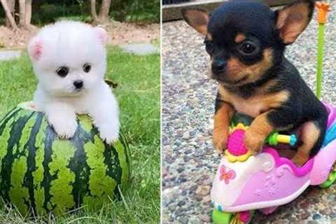 Baby Dogs 🔴 Cute and Funny Dog Videos Compilation #13 | 30 Minutes of Funny Puppy Videos 2021