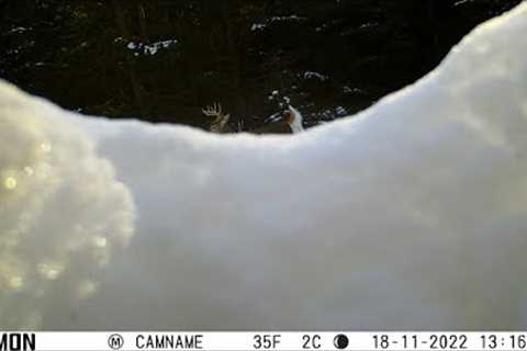 Trail Camera Video Bucks, Bulls, and Mt Lion
