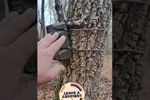 trail camera #short#trailcamera