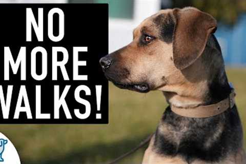 You’re NOT Ready For “Leash Walking” Until Your Dog Can Do THIS!
