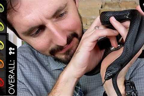 Black Pine Snake, The Best Pet Snake?