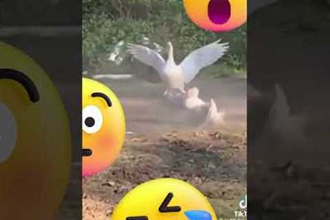 The Most INSANE and STRANGE Viral Video You'll Ever See! 1101