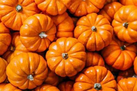 How long do pumpkins last?
