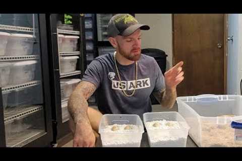 Water Monitor Incubator on OVERLOAD and BAD NEWS!!!